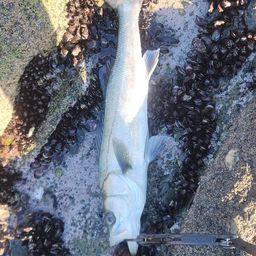 フッコ（マルスズキ）