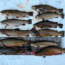 ブルックトラウト