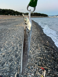 タチウオの釣果