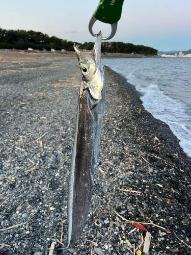 タチウオの釣果