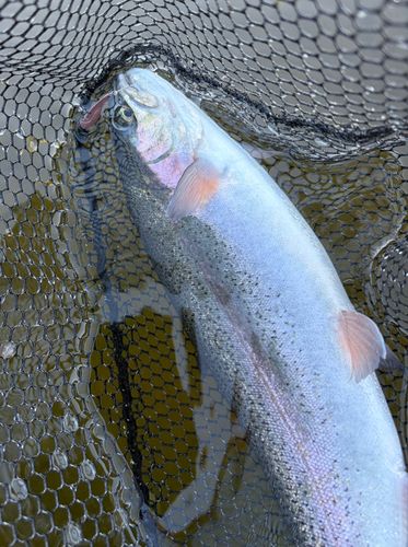 ベリーパーク in FISH ON! 王禅寺