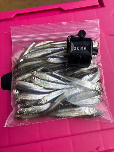 ワカサギの釣果