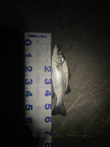 ヒラスズキの釣果