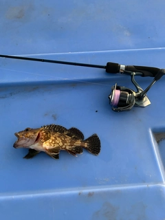 アラカブの釣果