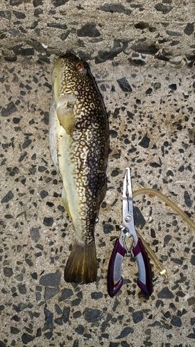 アカメフグの釣果