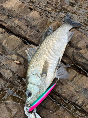 ヒラスズキの釣果