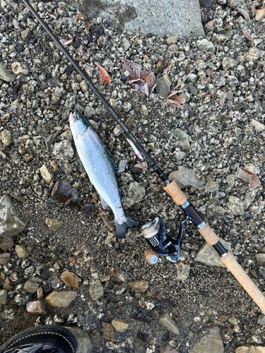 ニジマスの釣果