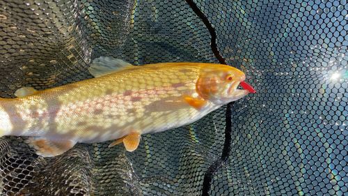 すそのフィッシングパーク