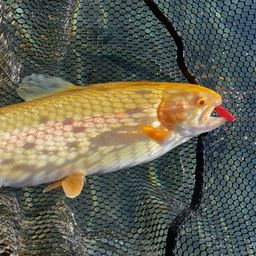 アルビノニジマス