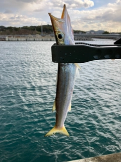 カマスの釣果