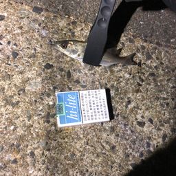 セイゴ（マルスズキ）