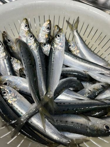 イワシの釣果