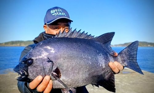 イシダイの釣果