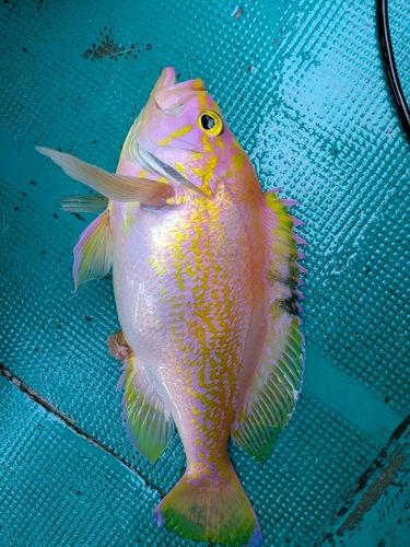 アカイサキの釣果