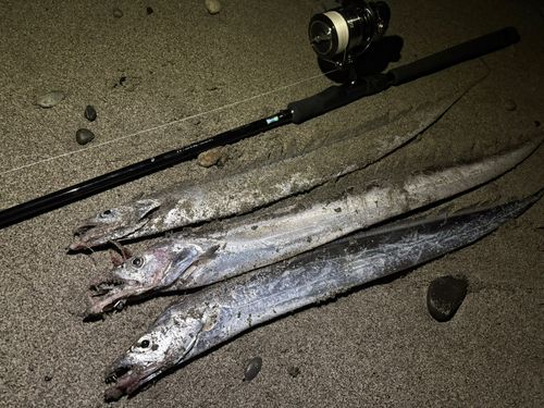 タチウオの釣果