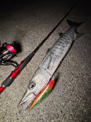 オニカマスの釣果