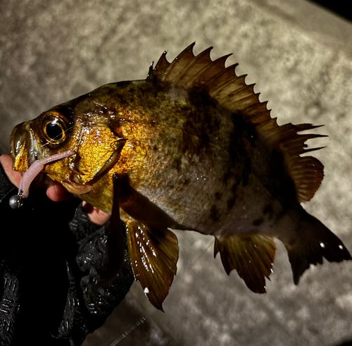 メバルの釣果