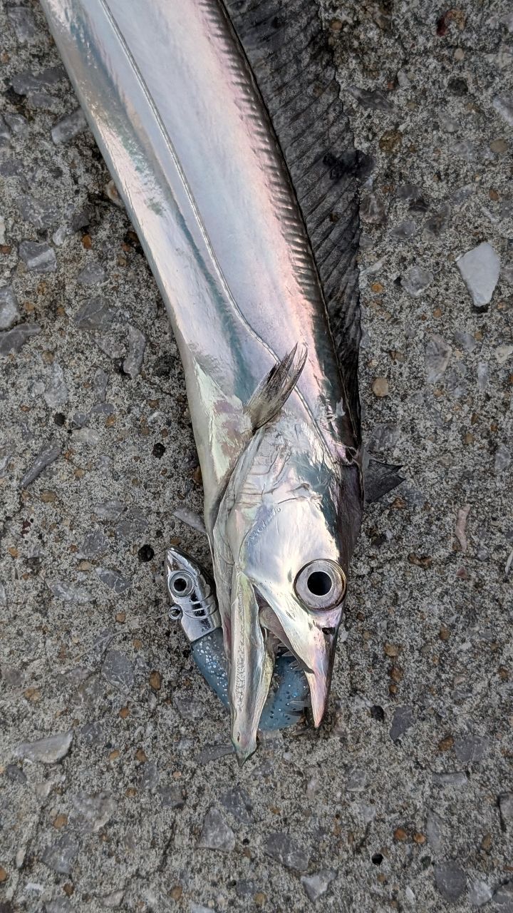 SHIMANO 17ソアレ CI4+ 2000S HGの最安値・インプレ・釣果 | 本音の