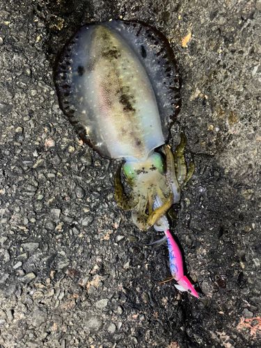 アオリイカの釣果