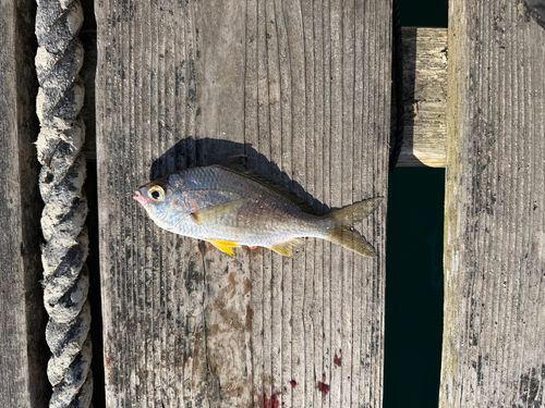 クロサギの釣果