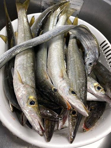 カマスの釣果