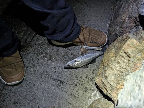 セイゴ（マルスズキ）の釣果