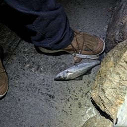 セイゴ（マルスズキ）