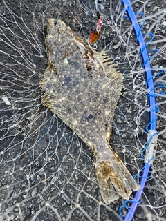 ヒラメの釣果
