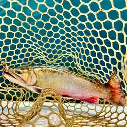 ブルックトラウト