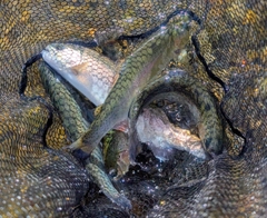 レインボートラウトの釣果