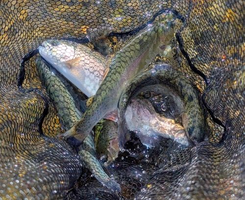 鬼怒川フィッシングエリア