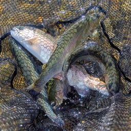 レインボートラウト