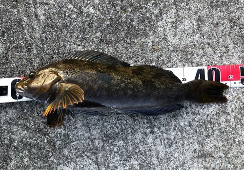 アイナメの釣果