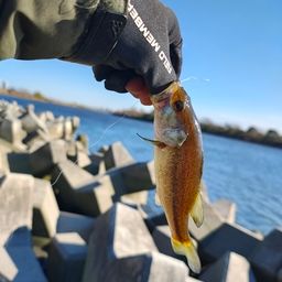 ラージマウスバス