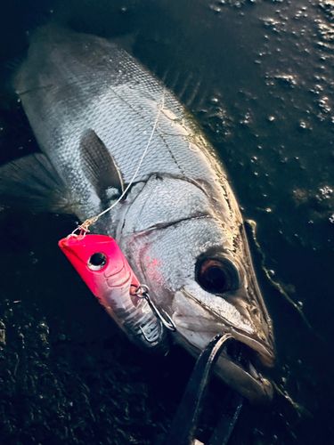 ヒラスズキの釣果