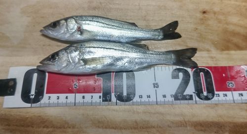 セイゴ（マルスズキ）の釣果