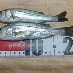 セイゴ（マルスズキ）