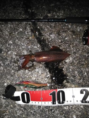 ジンドウイカの釣果