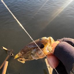 ラージマウスバス