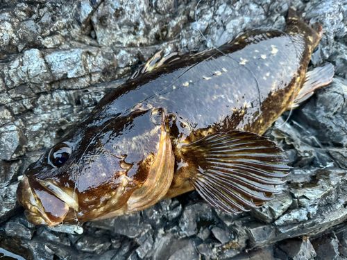 タケノコメバル