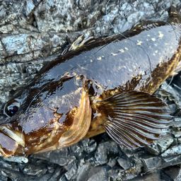 タケノコメバル