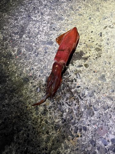 ヤリイカの釣果