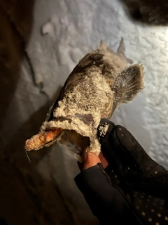 クロソイの釣果