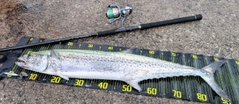 サワラの釣果
