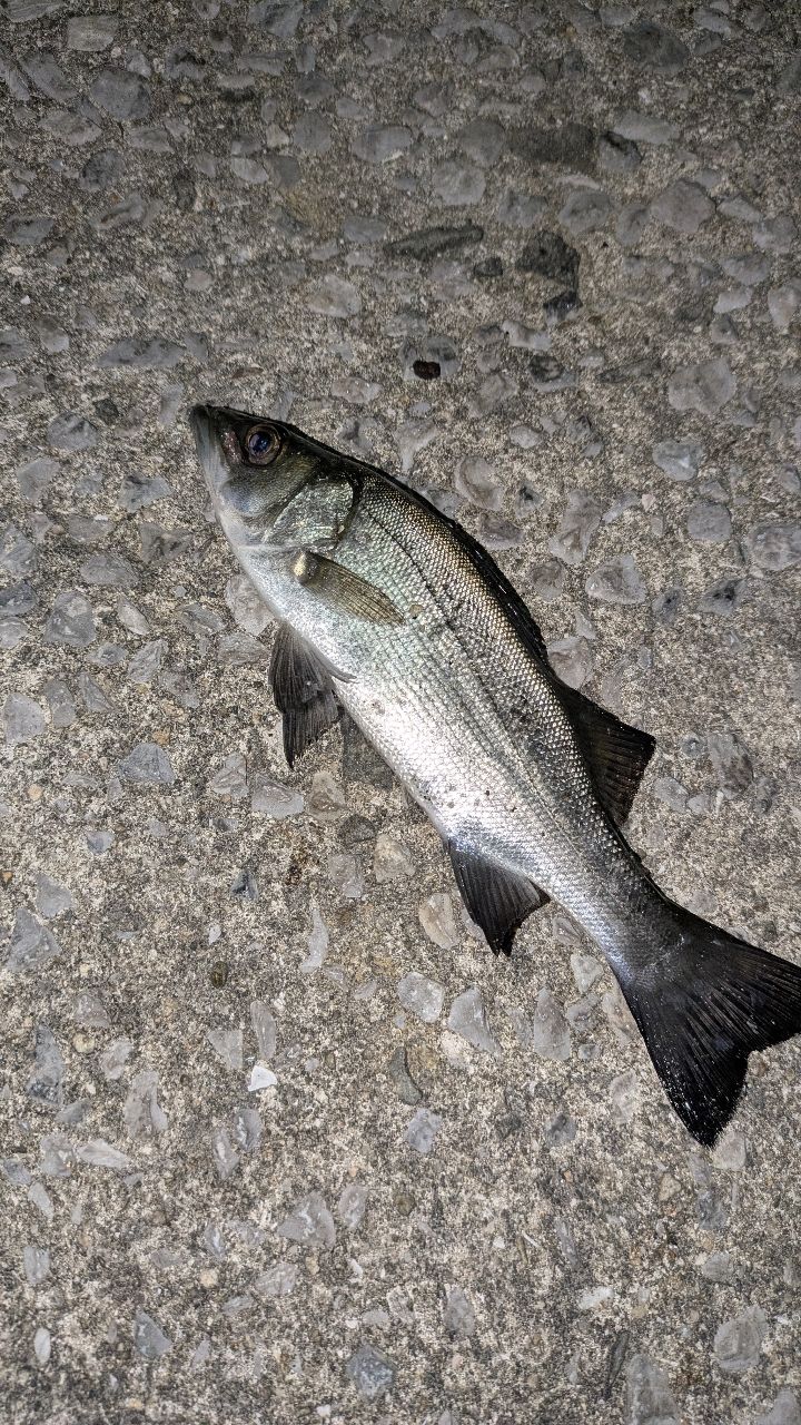 セイゴ（ヒラスズキ）