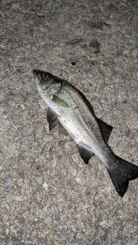 セイゴ（ヒラスズキ）の釣果