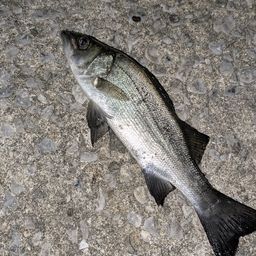 セイゴ（ヒラスズキ）