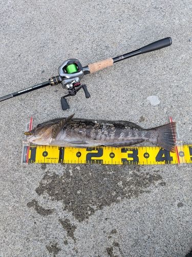 アイナメの釣果