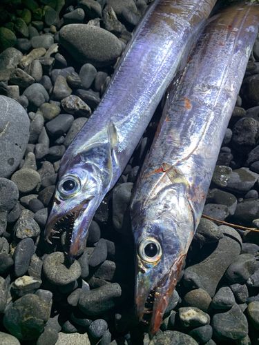 タチウオの釣果