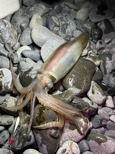 スルメイカの釣果